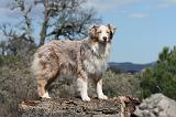 BERGER AUSTRALIEN 125